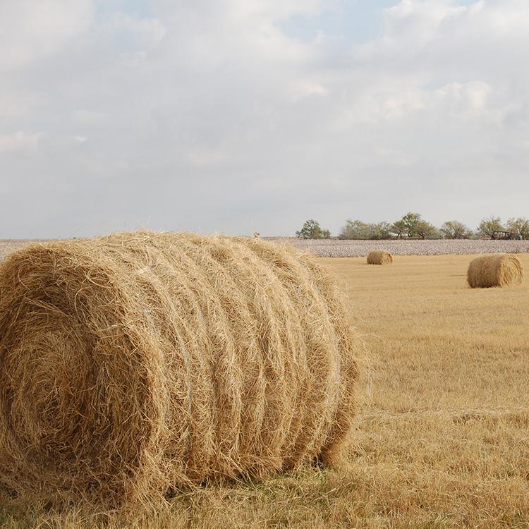 Hay Contest